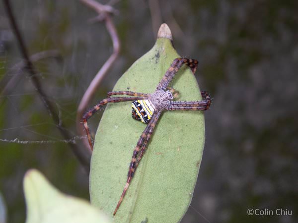 Argiope aethereoides